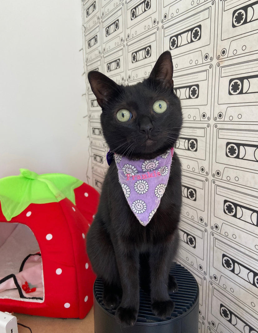 Cat Bandana, collar and name tag - purple Daisies fabric with embroidered name