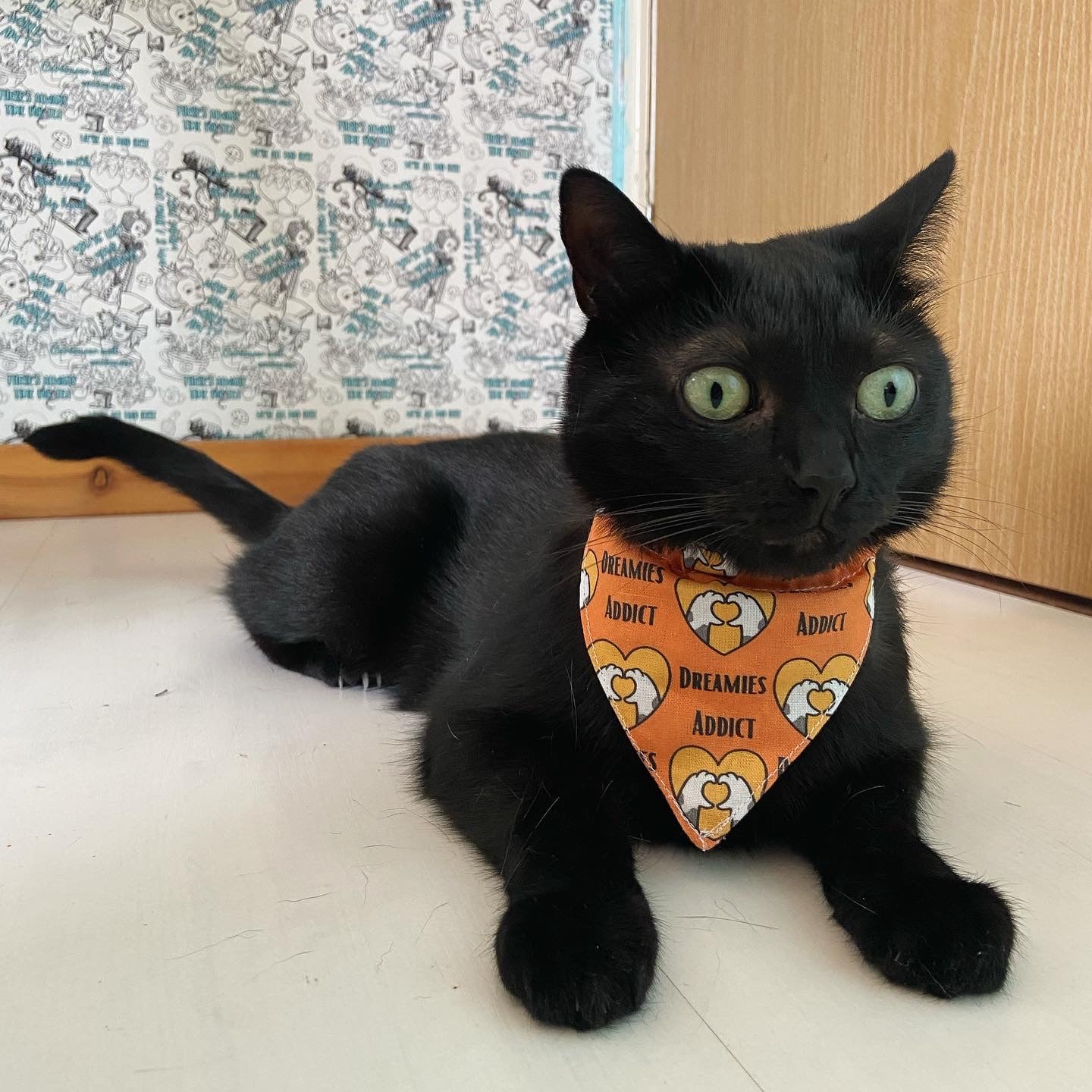 Cat Bandana, collar and name tag - Dreamies Addict fabric